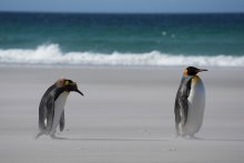 Winners of this year's Biology Photo Competition announced